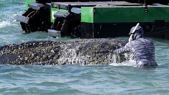 Wal an der Ostseeküste gestrandet