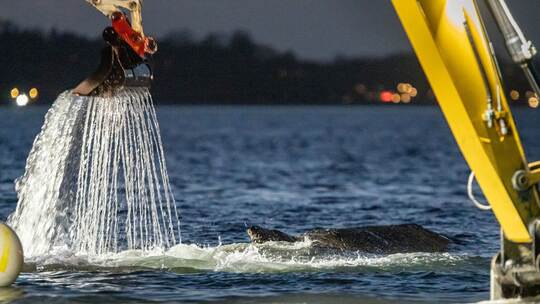 Wal an der Ostseeküste Wal an der Ostseeküste