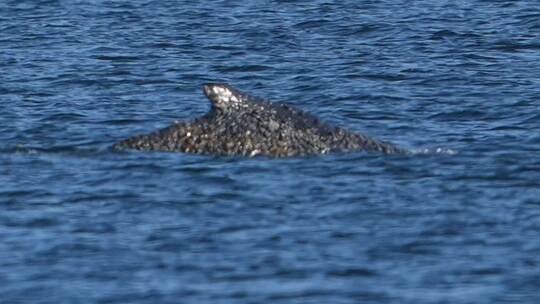 Wal an der Ostseeküste wieder frei Wal an der Ostseeküste wieder frei