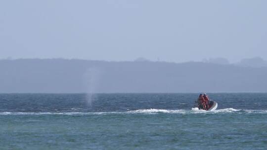 Wal an der Ostseeküste wieder frei Wal an der Ostseeküste wieder frei