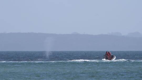Wal an der Ostseeküste wieder frei