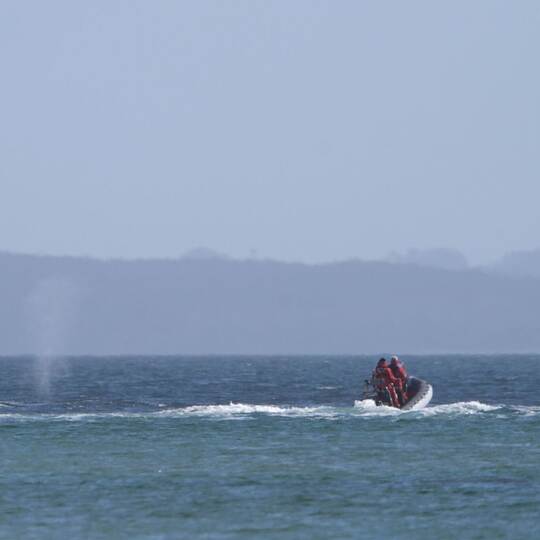 Wal an der Ostseeküste wieder frei
