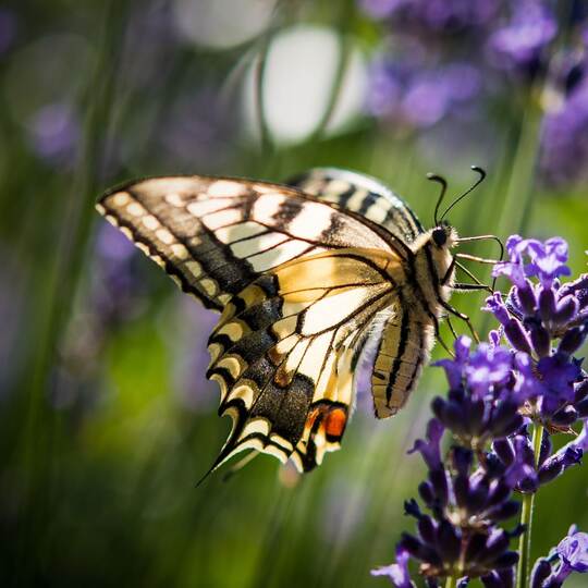 «Auf jeden Fall gehört das Wort Unkraut gestrichen»