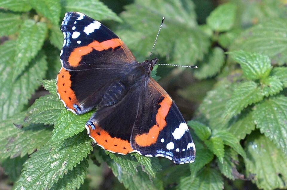 «Auf jeden Fall gehört das Wort Unkraut gestrichen» «Auf jeden Fall gehört das Wort Unkraut gestrichen»