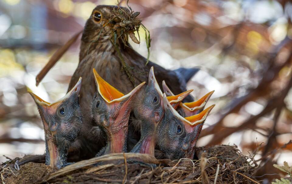 «Auf jeden Fall gehört das Wort Unkraut gestrichen» «Auf jeden Fall gehört das Wort Unkraut gestrichen»