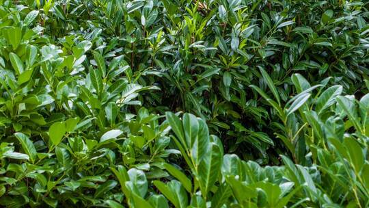 «Auf jeden Fall gehört das Wort Unkraut gestrichen» «Auf jeden Fall gehört das Wort Unkraut gestrichen»
