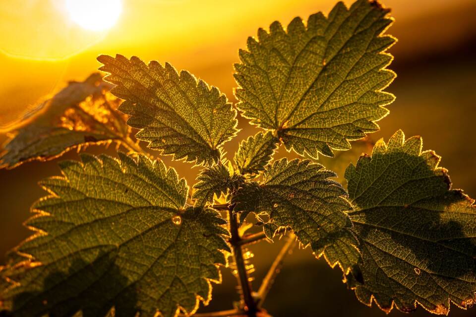 «Auf jeden Fall gehört das Wort Unkraut gestrichen» «Auf jeden Fall gehört das Wort Unkraut gestrichen»