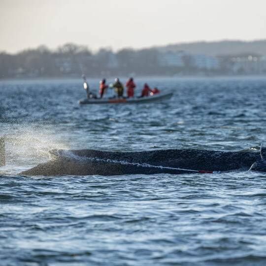 Gestrandeter Wal an der Ostseeküste