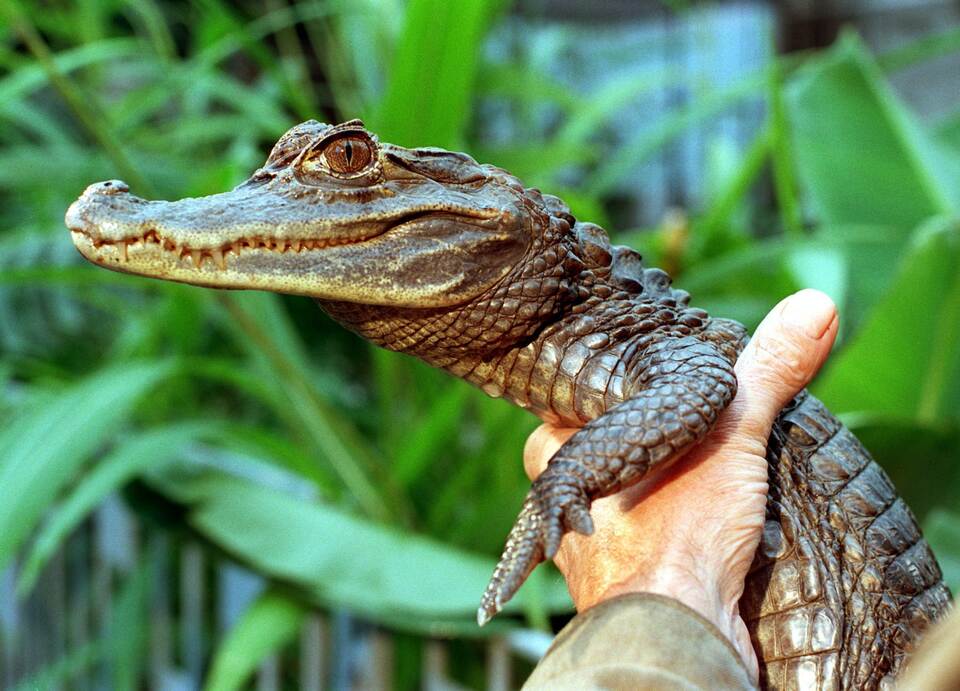 Kaiman Sammy Kaiman Sammy