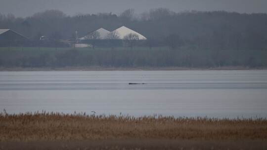 Wal erneut gestrandet