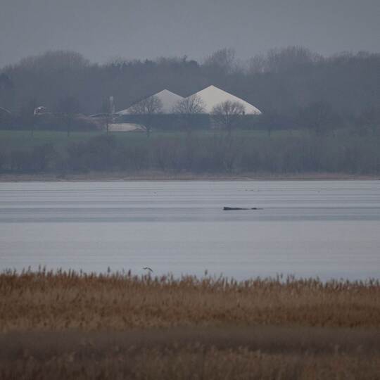 Wal erneut gestrandet