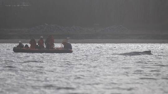 Rettungsaktion für Buckelwal in Wismarer Bucht