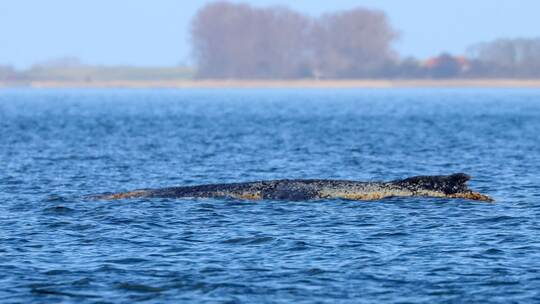 Buckelwal liegt weiter in Wismarbucht