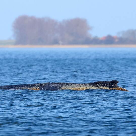 Buckelwal liegt weiter in Wismarbucht