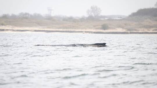 Rettungsaktion für Buckelwal in Wismarer Bucht