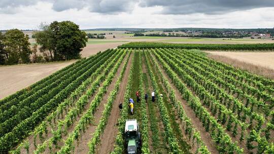 Beginn der Weinlese in Deutschland