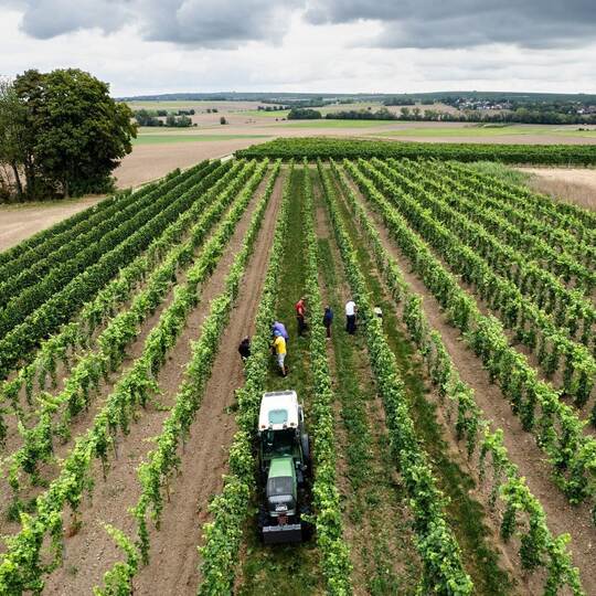 Beginn der Weinlese in Deutschland