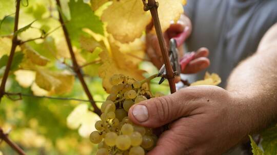 Weinlese an der Untermosel Weinlese an der Untermosel