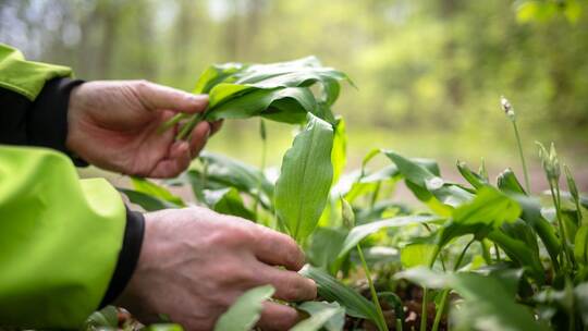 Immer mehr Anrufe beim Giftnotruf wegen Bärlauch