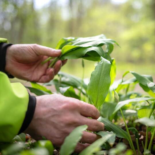 Immer mehr Anrufe beim Giftnotruf wegen Bärlauch