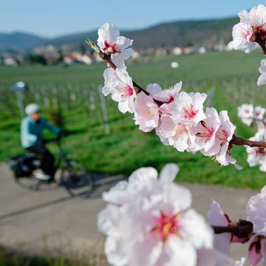 Mandelblüte - März-Bilanz DWD
