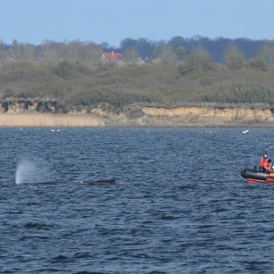 Buckelwal in Wismarer Bucht