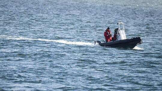 Buckelwal ist abgetaucht.