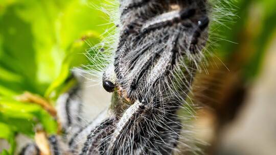 Kampf gegen den Eichenprozessionsspinner