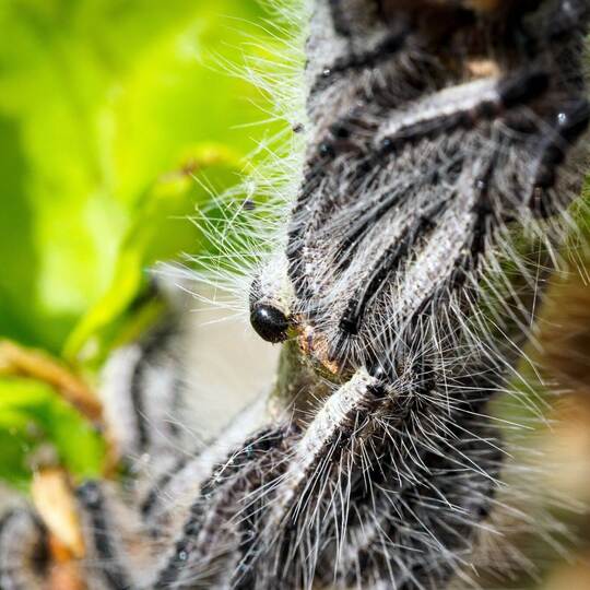 Kampf gegen den Eichenprozessionsspinner