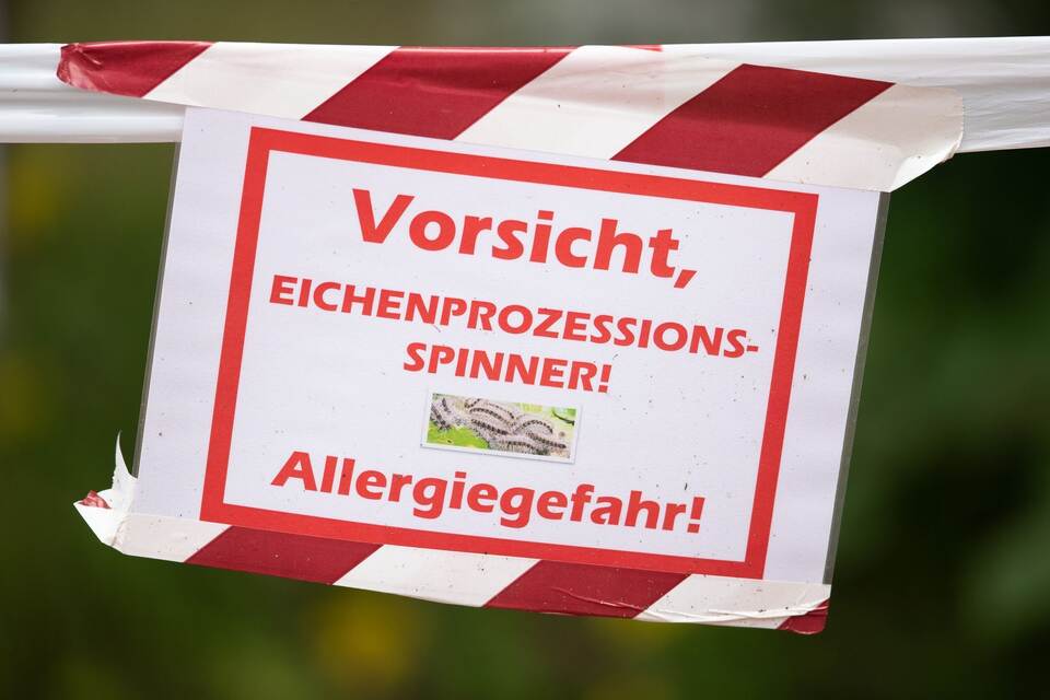 Eichenprozessionsspinner