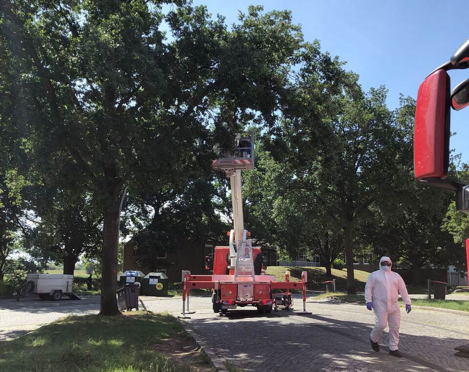 Bekämpfung des Eichenprozessionsspinners