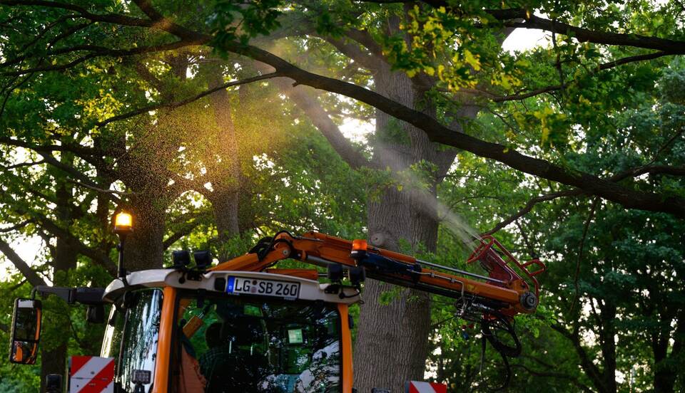 Neues biologisches Mittel gegen Eichenprozessionsspinner