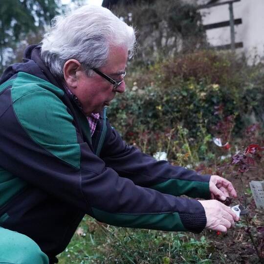 Experte: Günter Leonhard vom Steiner Obst- und Gartenbauverein kennt sich mit dem Schnitt von Rosen bestens aus. roller
