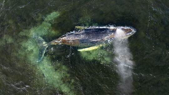 Buckelwal liegt weiter in Wismarbucht