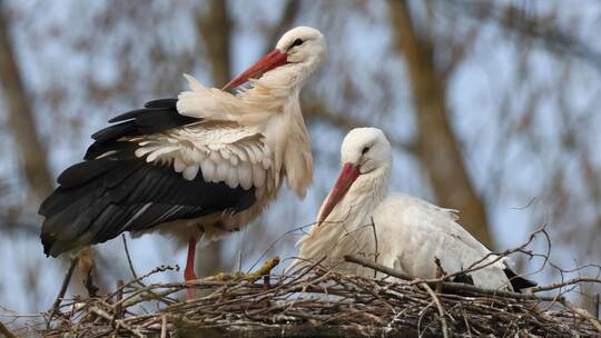 Weißstörche kehren jedes Jahr zum selben Horst zurück. Antje Schultner
