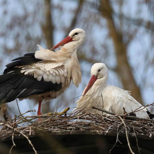Weißstörche kehren jedes Jahr zum selben Horst zurück. Antje Schultner