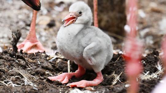 Zwergflamingoküken im Zoo Karlsruhe geschlüpft Zwergflamingoküken im Zoo Karlsruhe geschlüpft