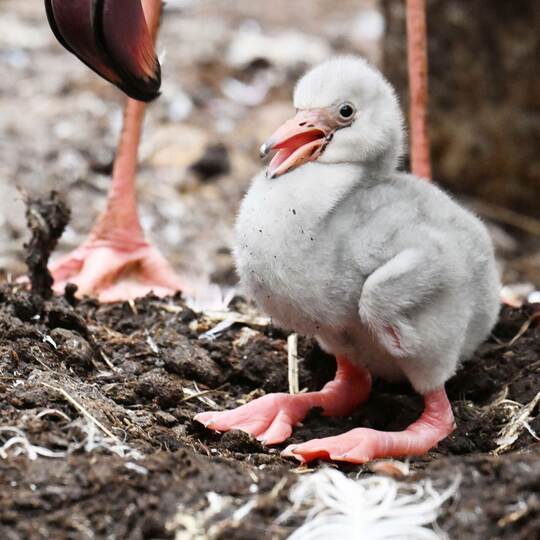 Zwergflamingoküken im Zoo Karlsruhe geschlüpft