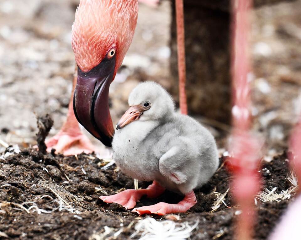 Zwergflamingoküken im Zoo Karlsruhe geschlüpft Zwergflamingoküken im Zoo Karlsruhe geschlüpft