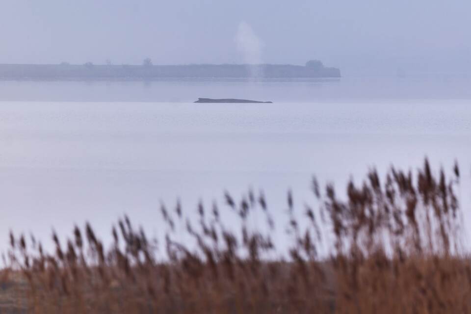 Buckelwal sitzt vor Insel Poel fest