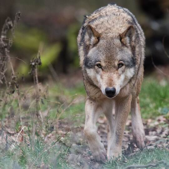 Wolf Wolf