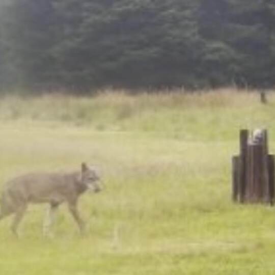 Der Enztal-Wolf wurde im Juni vergangenen Jahres von einer Wildkamera auf dem Sommerberg abgelichtet. Foto: Stadt Bad Wildbad