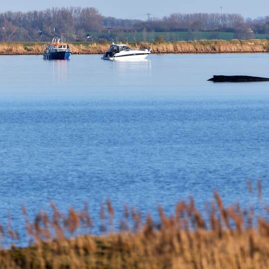 Buckelwal sitzt vor Insel Poel fest