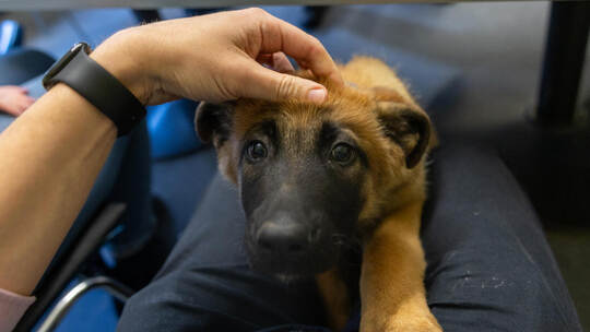 Polizeihundestaffel Hades Pforzheim