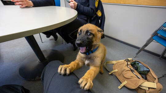Polizeihundestaffel Hades Pforzheim