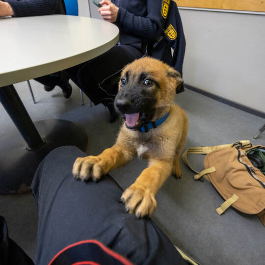 Polizeihundestaffel Hades Pforzheim