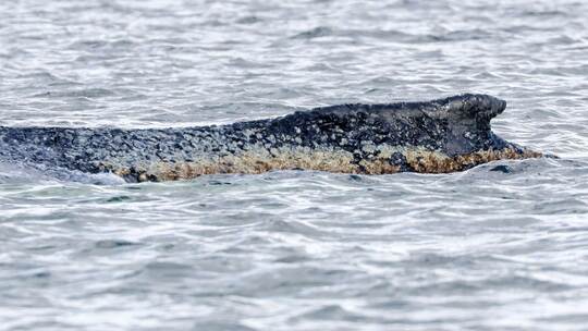 Buckelwal liegt weiter in Wismarbucht
