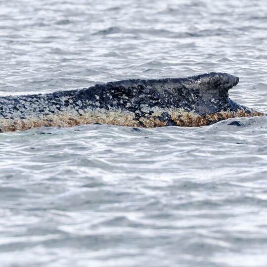 Buckelwal liegt weiter in Wismarbucht