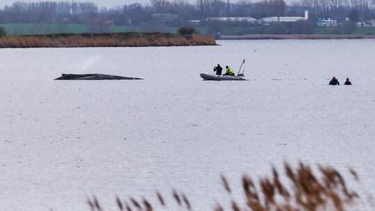 Buckelwal liegt weiter in Wismarbucht