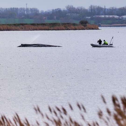 Buckelwal liegt weiter in Wismarbucht